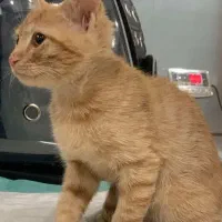 واگذاری گربه