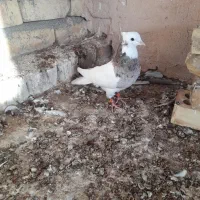 کبوتر|پرنده|اسفراین, |دیوار