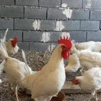 خروس سفید لگهورن