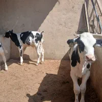 گوساله قطع شیر هلشتاین صنعتی