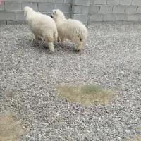 دوعدد بره نر