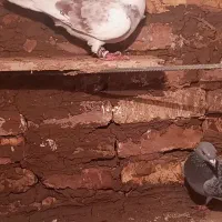 کفتر گم کردم