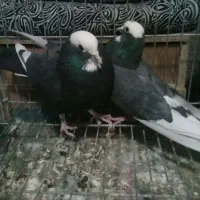 کبوتر پرشی|پرنده|ساوه, |دیوار