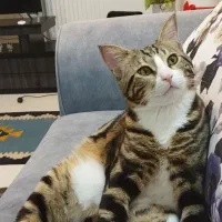 واگذاری گربه dsh