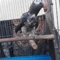 کاسکو سخنگو وراج