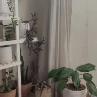 گل آپارتمانی ۱۸ عدد گلدان زیر قیمت|گل و گیاه طبیعی|مشهد, ایثارگران|دیوار