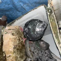 کبوتر سرور دم سفید