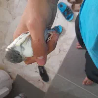 قناری ۱۰ ماهه نر