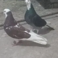 کفتر شازده زیبا|پرنده|سراب, |دیوار