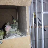 عروس هلندی با جوجه|پرنده|پیشوا, |دیوار