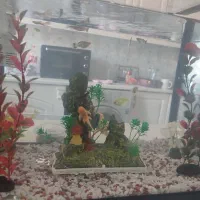 آکواریوم شیشه خم در دار شرکتی معاوضه