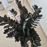 گل زاموفیلیا سوپر بلک|گل و گیاه طبیعی|شیراز, شهرک مفتح|دیوار