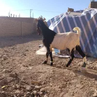 چپش بز بزغاله میش|حیوانات مزرعه|نجفآباد, حومه نجف آباد|دیوار