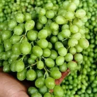 سلام غوره تازه