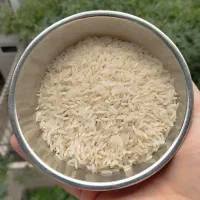 برنج طارم محلی فریدونکنار