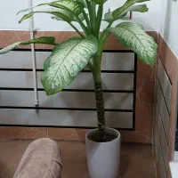 گل دیفن باخیا