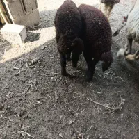 بره دوقلو