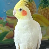 گمشده