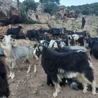 نر بز