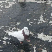 کبوتر طوقی|پرنده|سرپل ذهاب, |دیوار