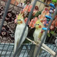 عروس هندی جفت نر و ماده سخنگو