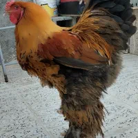 مرغ خروس برهما