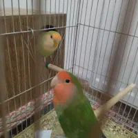 جفت طوطی کوتوله