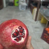 فروش انار رباب دانه مشکی