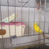 مرغ عشق با تخم