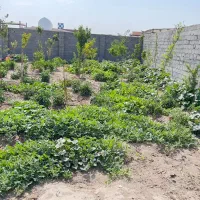 باغچه-چهاردیواری