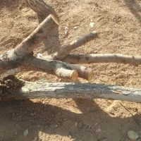 چوب و الوار خشک از درخت های به و بادام|عمدهفروشی|شاهینشهر, گزبرخوار|دیوار