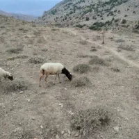 گوسفند ماده
