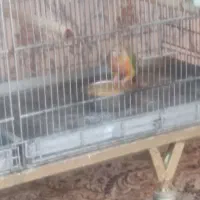 گرینچیک مولد معاوضه با قناری رسمی بلند|پرنده|تهران, شهرک شهرداری|دیوار