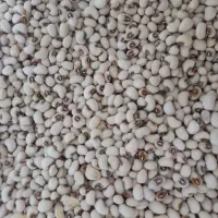 ساری گوز ماش