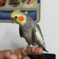 عروس هلندی نر