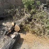 فروش چوب گردو و بادام