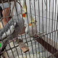 عروس هلندی جفت