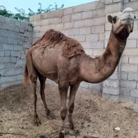 شتر نر