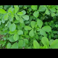 یونجه درجه یک فروشی ۲۰تن