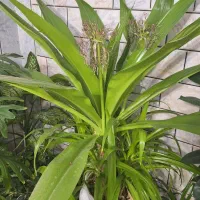 گل وگیاه|گل و گیاه طبیعی|داران, |دیوار