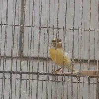 قناری ریزه خون|پرنده|بندر ماهشهر, |دیوار