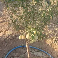 باغ|فروش دفتر صنعتی، کشاورزی، تجاری|بروجن, |دیوار