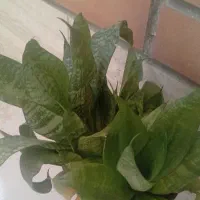 گل و گلدان