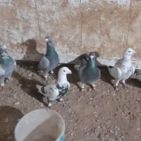 کبوتر جوین|پرنده|عطاملک, |دیوار