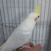 عروس هلندی لوتینو نر|پرنده|تهران, زرکش|دیوار