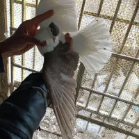 کفتر کبوتر چپ کاکولی دم سفید کله دم