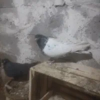 کبوتر|پرنده|میاندوآب, |دیوار