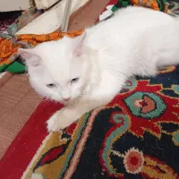 گربه پرشین|گربه|تبریز, |دیوار