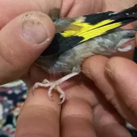 سهره نر چهارگل عطیقه.|پرنده|پاکدشت, پاکدشت (مامازند)|دیوار