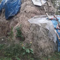 فروش یونجه وعلوفه